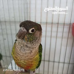  6 طيور للبيع