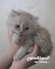  4 قطة انثى للبيع