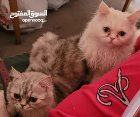  4 قطط شانشبلا للبيع