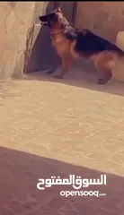  4 جيرمن شيبرد german shepherd