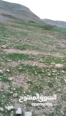  3 ارض زراعيه للبيع