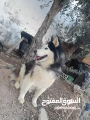  4 انثى هاسكى للبيع