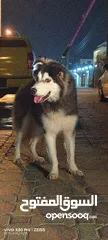  6 هاسكي ذكر وانثى سعر شييييل Alaskan dog