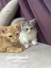  1 2 lovely kittens