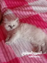  2 قطة هيمالايا