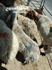  3 بيع جميع الانواع الاغنام