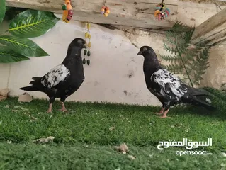  1 مخلفين مزهورات بفكو كتف بلاطة وفحل عمرى وبوز طيور حمام اربد