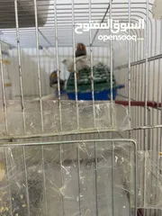  5 طيور جنه للبيع الام واولادها