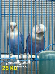  6 For Sale Different Kinds Of Beautiful Birds