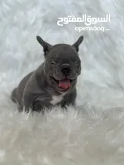  6 Female French Bulldog