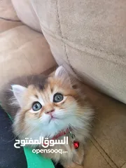  5 جولدن سكوتش ستريت للبيع