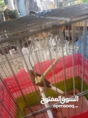  3 طيور كناري 4اناثي