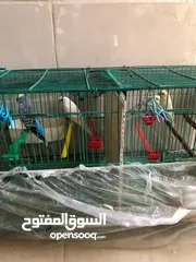  5 جوزين طيور حب مع قفص قابل لا التقسيم و كوخين