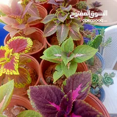  2 مشتل بيتي متوفر انواع زينة خارجية وداخلية والتوصيل بأسعار رمزية
