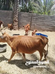  3 بقره عشار عمانية وبناتها