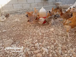  4 صوص بلدي للبيع