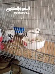  6 حمام للبيع