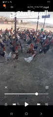  1 دجاج بلدي 450