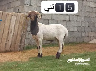  15 خرفان عيد درجه اولي وفيهم مواصفات فحوله