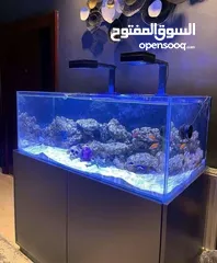  1 حوض بحري بسعر حرق