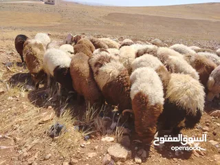  5 خرفان اضاحي نخب