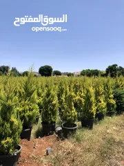  3 مشاتل الاندلس لانتاج وبيع جميع انواع الاشجار المثمره واشجار الزينه البلديه والمستوردة