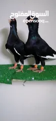  4 اجواز مسويد