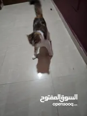  7 قط انثى شيرازي مكس حامل من سكوتش فولد   ماخد جميع المطاعيم البيع بسعر المطعوم فقط