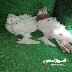  2 زوج حمام نكرو مفتل فول جامبو