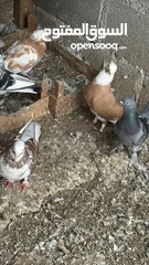  11 All Pigeons for sale جميع الطيور للبيع