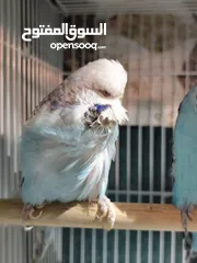  5 للبيع جوز انغلش حجم حلو