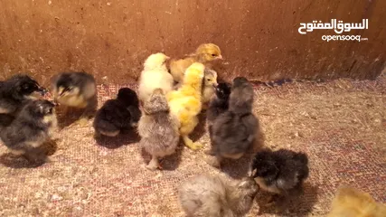  2 صوص براهما للبيع ....