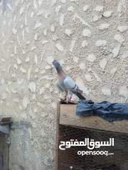  1 مهره عمر سنتين للبيع لون وشكل