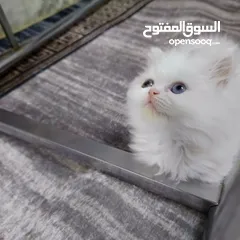  1 قطط نوعيات مختلفة في بغداد أقره الوصف