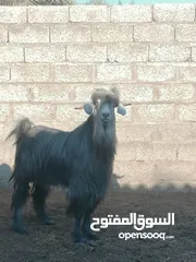  2 للبيع تيس مخصاي