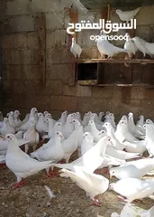  1 حمام فرنسي اصلي السلاله اكبر حجم منتج  الجوز