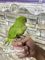  2 فرخ ببغاء الدره على وشك الفطام