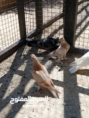  4 فراخ حمام البيع
