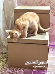  2 قطة صغيرة للتبني (مجاناً ) - kitten for  adoption (free)