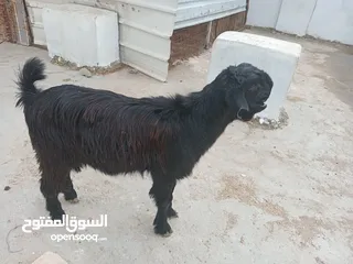  2 جدي شامي نخب اول