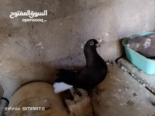  1 حمام للبيع