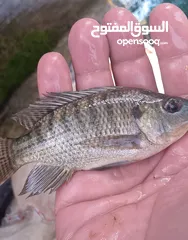  3 سمك كارب الماني وسمك مشط للبرك  بزرة سمك للبرك التي يوجد فيها طحالب
