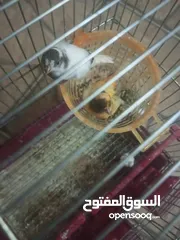  2 عصافير كنار