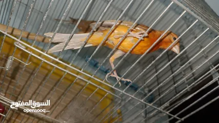  7 جوز كنار نحاسيات نار