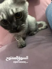  1 قطط في ابوظبي