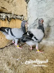  5 افراخ زواجل للبيع