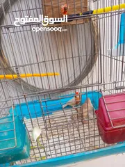  9 ثلاث جواز جانبو  جنه جوز تحتهم بيض