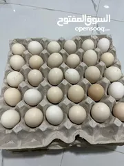  2 بيض دجاج للبيع