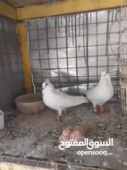  12 حمام نخب صحه ونضافه للبيع