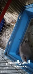  4 البيع طيره حمام ماسه صحه ونضافه جاهز